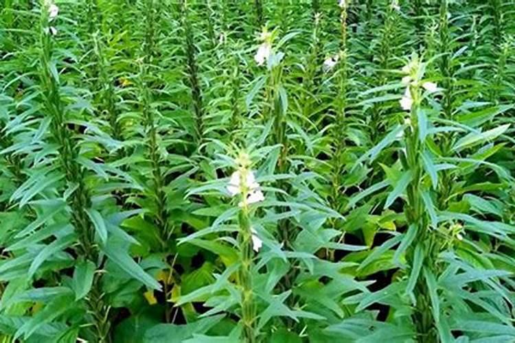 种芝麻用什么肥料 快来学习这些管理知识
