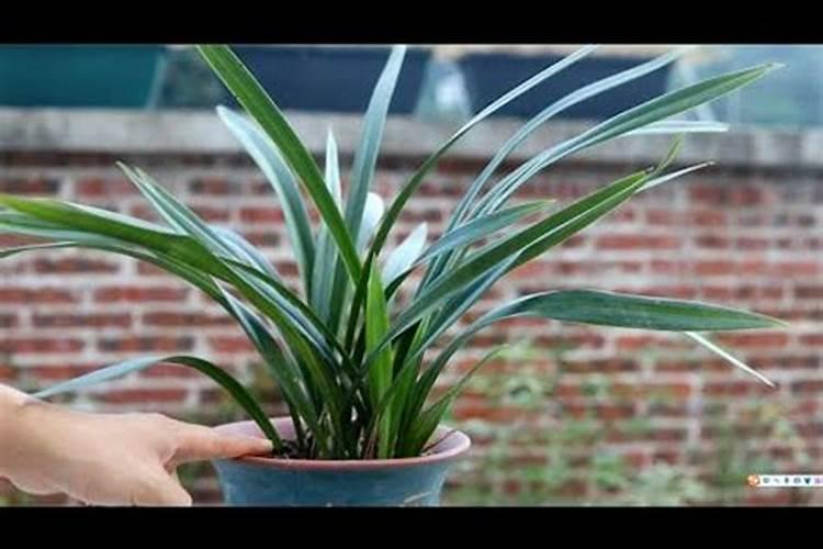 人粪尿养鱼有哪些好处