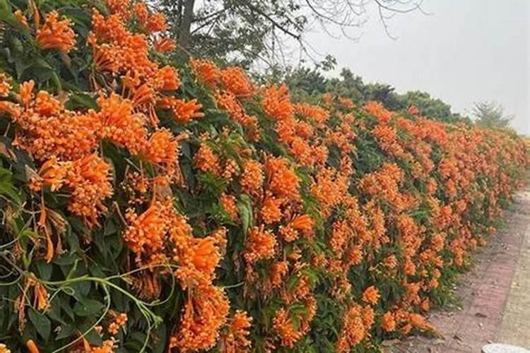 炮仗花如何施肥,根据生长开花施肥忌过量烧根