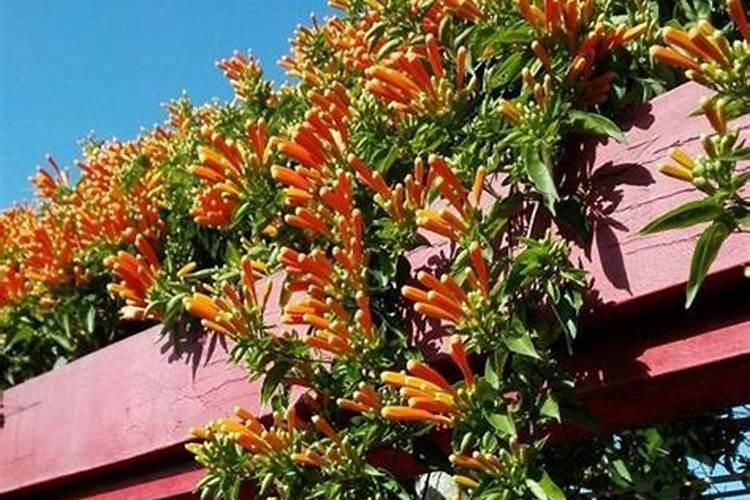炮仗花怎么施肥 炮仗花如何施肥