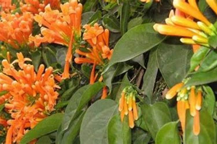 炮仗花怎么施肥 炮仗花的正确施肥方法