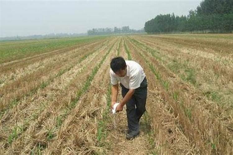 玉米追肥用什么肥好