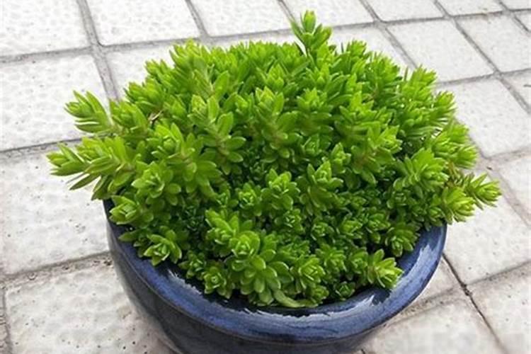 长在石头缝里的植物