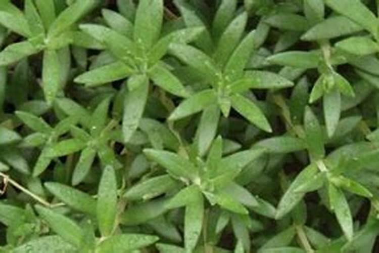 网购的兰花,严重不对版,有高手知道这是什么品种吗？