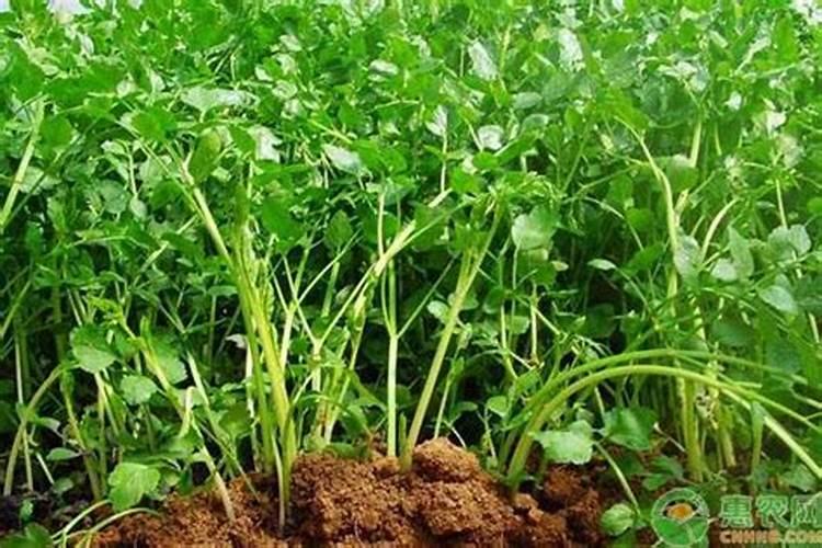 芹菜浇水冲施什么肥料