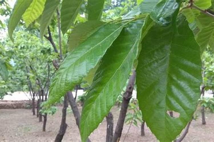 栗子怎样储存硼肥如何正确使用