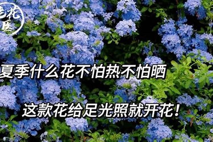 硫酸钙可以用在花上吗