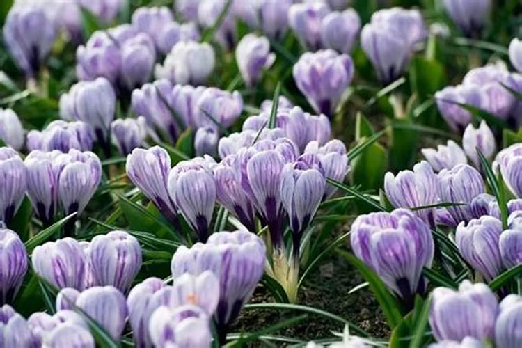 红运当头花开完后如何处理