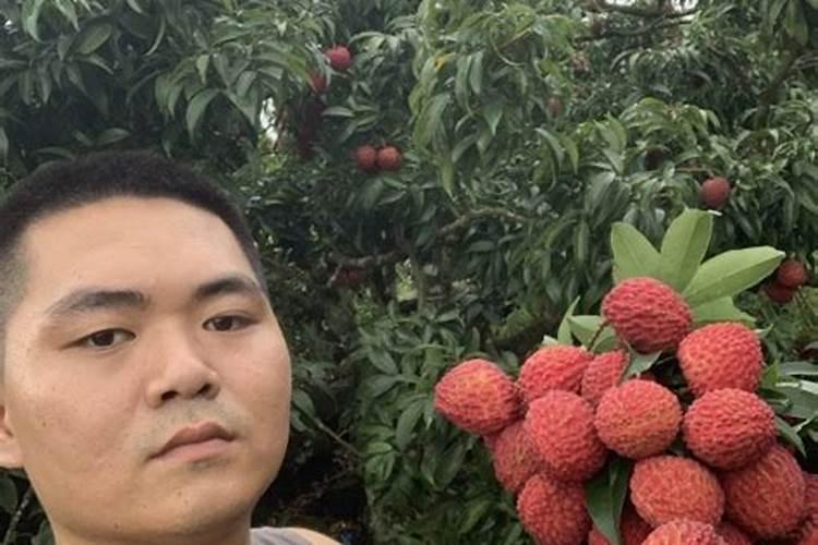 荔枝专用叶面肥什么好？