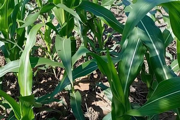 化肥在什么情况下会导至玉米苗弱不爱长？