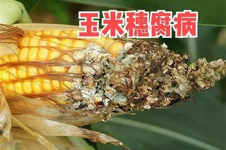 玉米出穗能打叶面肥吗