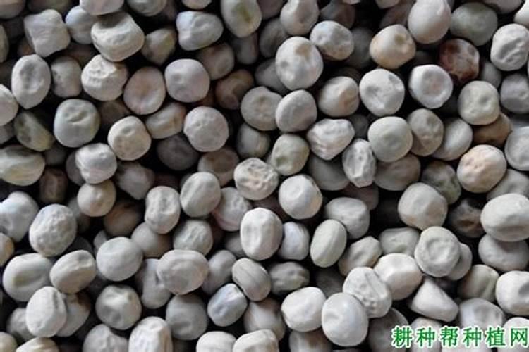 荷兰豆不长新根怎么办？