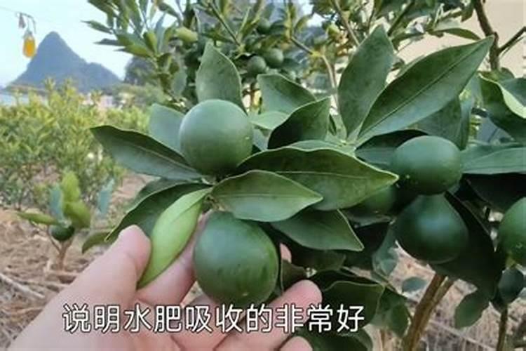 金桔树施什么肥料最好