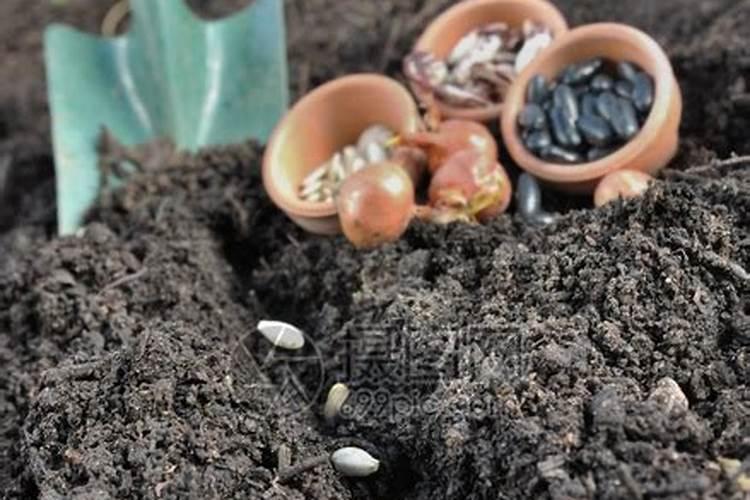 种菜最实用的肥料,是先下肥料还是先下种子