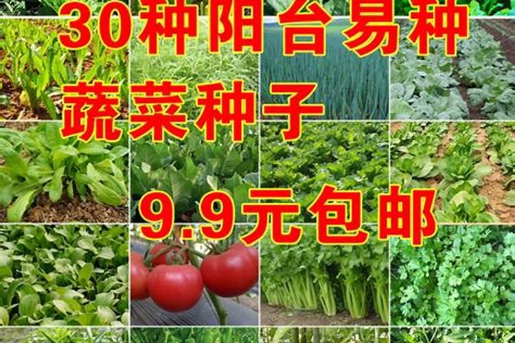 种菜怎么撒种子菜均匀