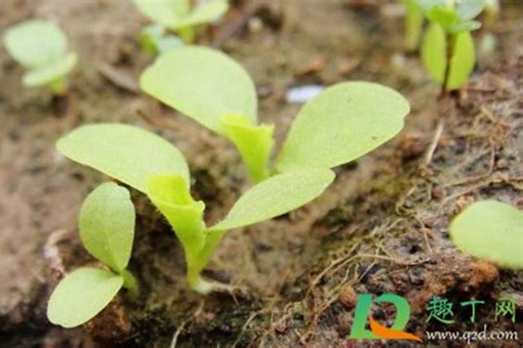 先施肥还是先播种