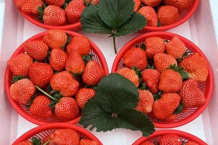 发财树施肥用什么肥料
