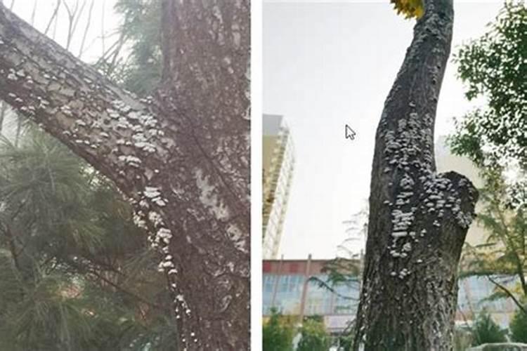 木霉菌可以用于生姜种植吗