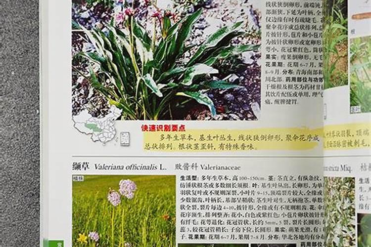 叶面肥有哪些品牌