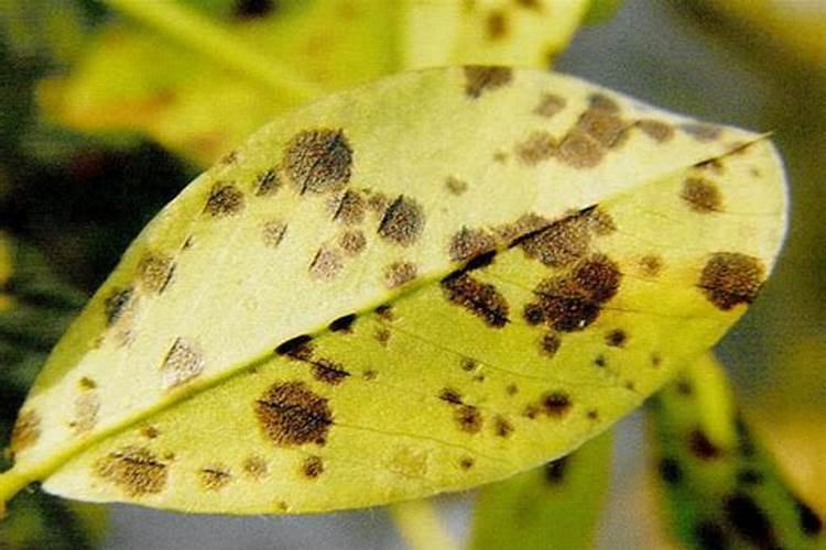 如何种植管理秋季大白菜