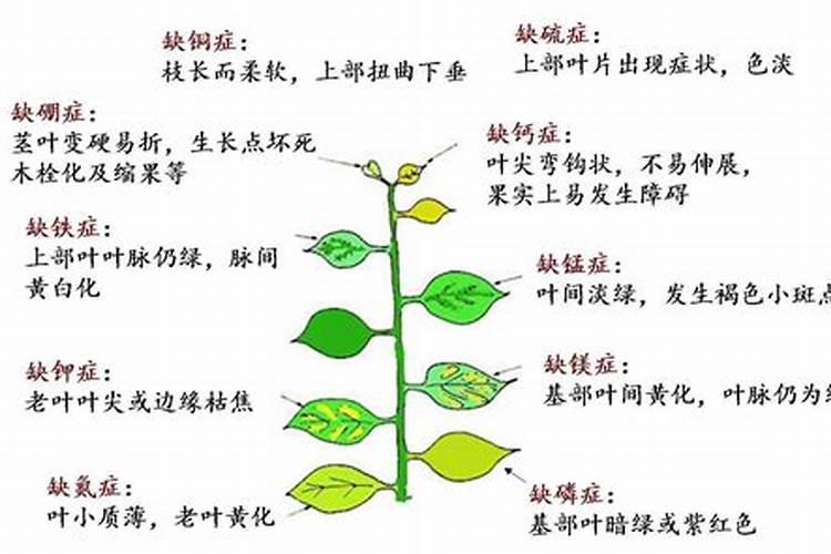 花卉生长发育需要那些营养元素？