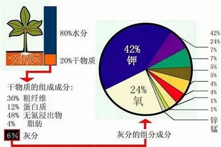 花卉生长需要哪些营养元素