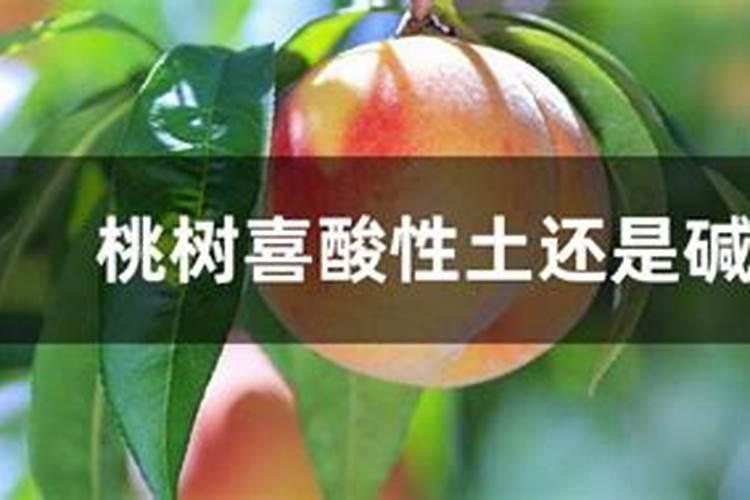水溶肥桃树一亩用多少斤