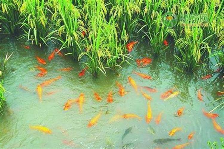 鱼蛋白肥料的功效与作用