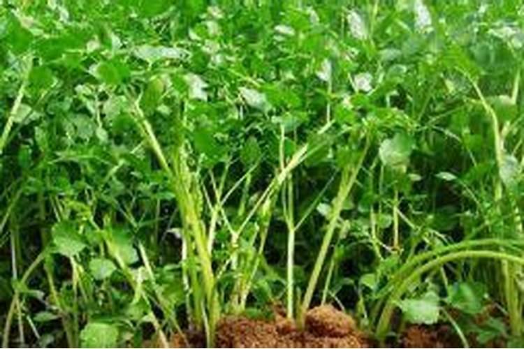 芹菜什么时候施肥,芹菜施肥技术