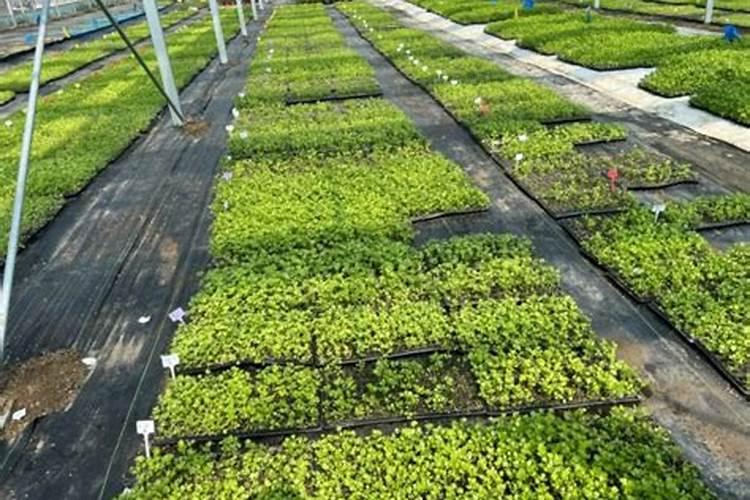 芹菜生长期多少天追肥一次比较合适？