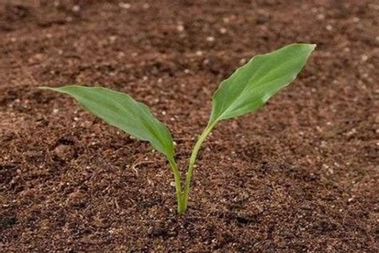 什么肥可以让土壤变松软