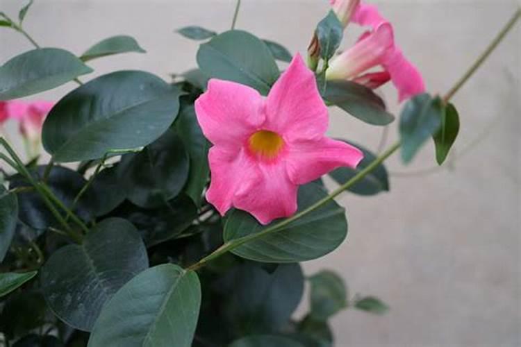 飘香藤花期怎么浇水施肥