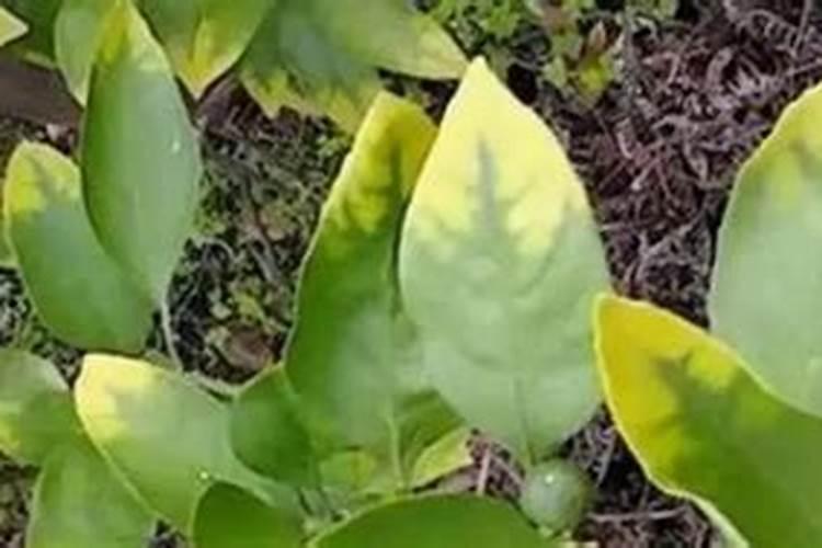 柑橘树黄叶用什么肥料