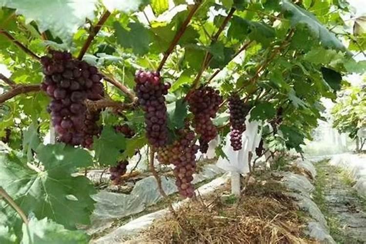 红提葡萄已经采摘完,怎样施肥最科学？用什么肥料最好？