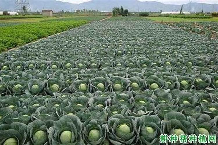 甘蓝叶子黄了是什么原因