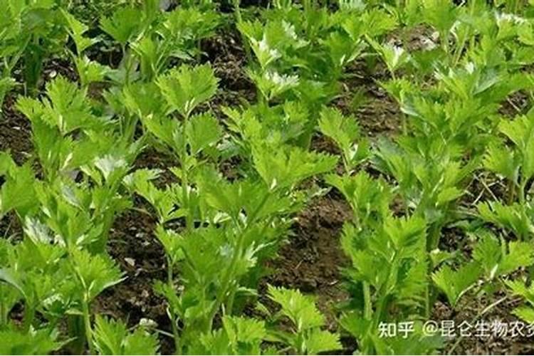 茄子根腐病的防治方法(治疗茄子根腐病用什么药最好)