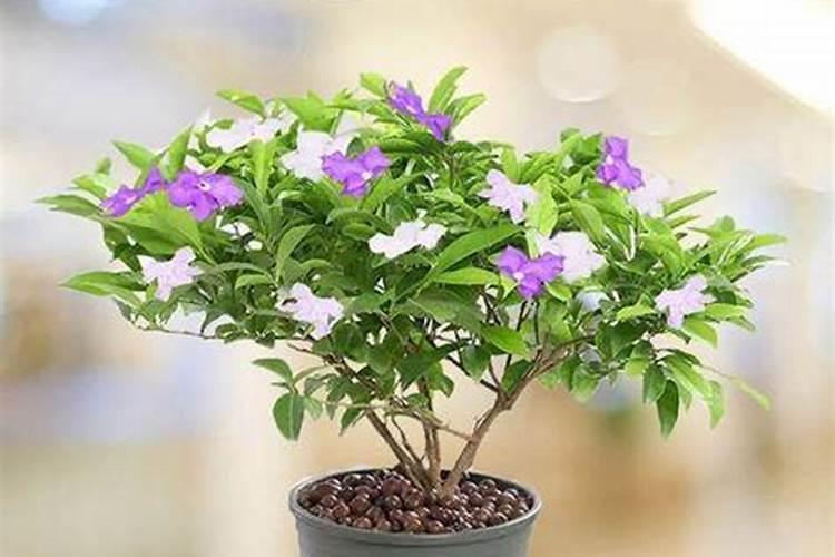 求助大家双色茉莉如何施肥？有谁说说看？