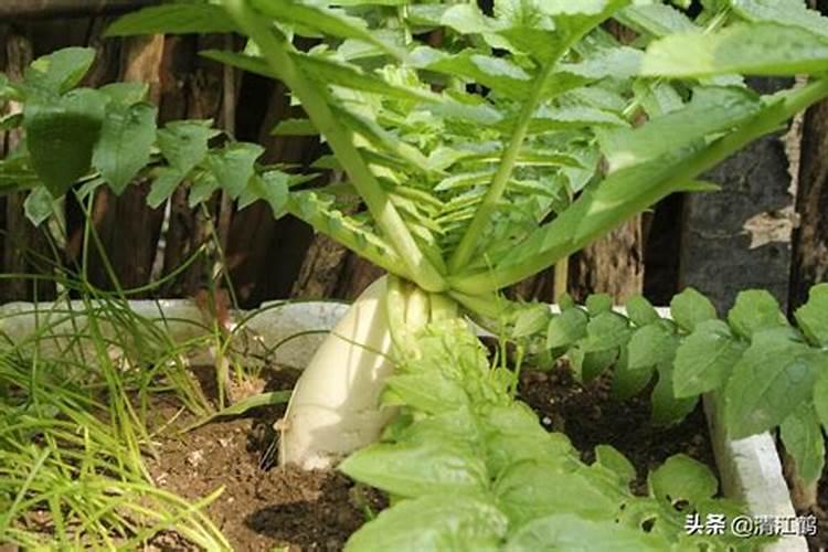 种植四季豆提高产量的施肥技巧有哪些 四季豆应该怎么养殖