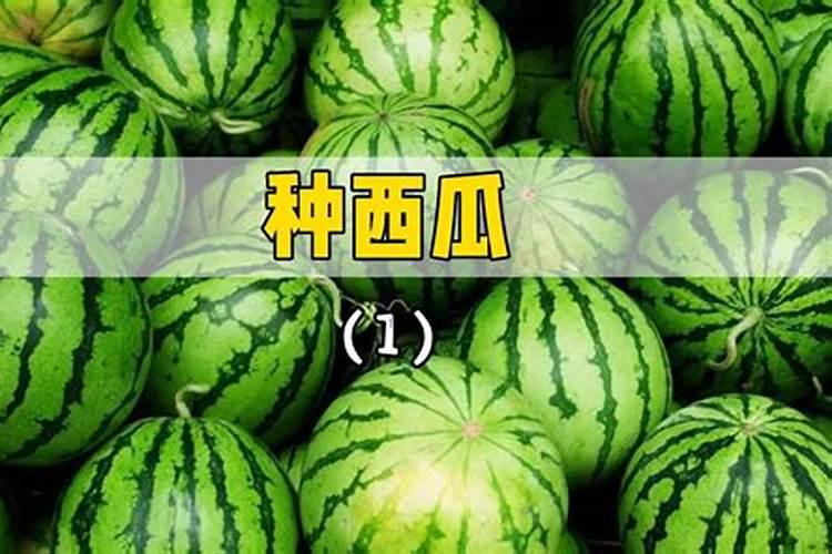 西瓜施什么肥料长的大比较甜