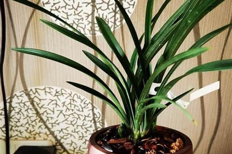 兰花可以用豆饼肥吗,怎样给兰花施饼肥
