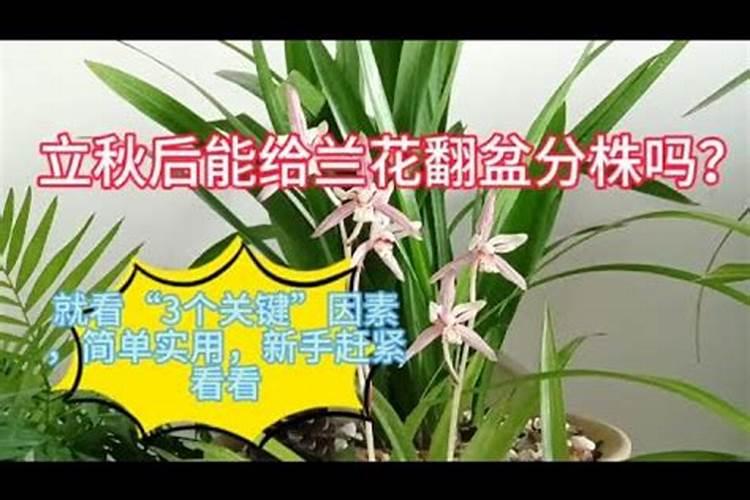 大花蕙兰立秋后怎样养护 大花蕙兰秋冬季施肥和注意事项