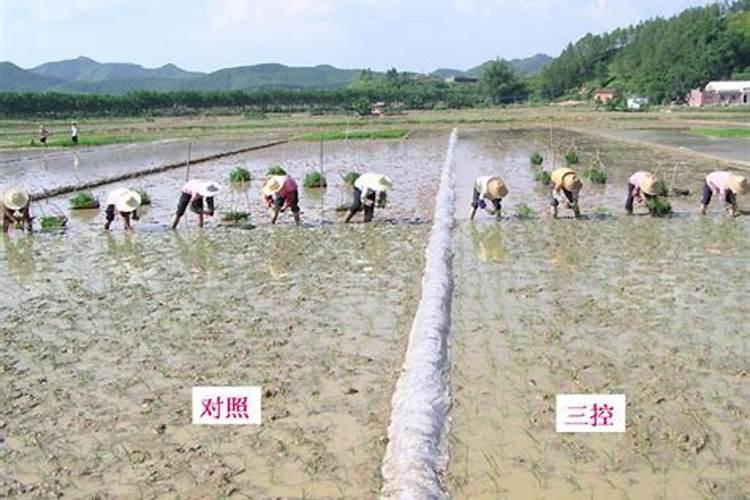 控失肥和控释肥有什么区别