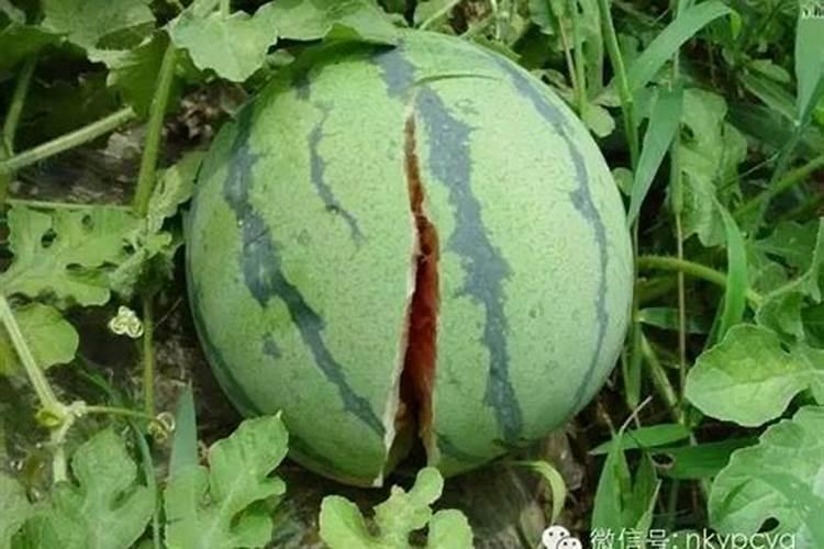 柚子什么时候施壮果肥 使用哪些肥料好