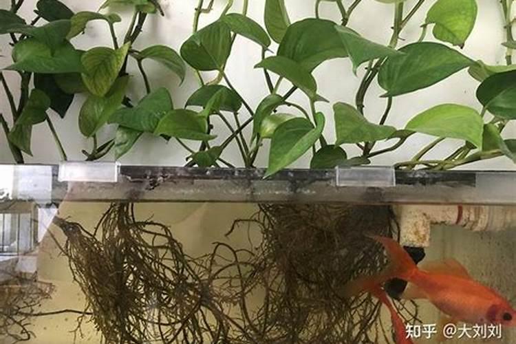 鱼内脏发酵后能交什么花