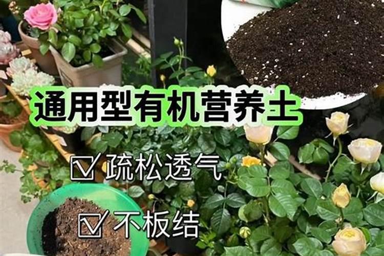 果皮水沤肥发霉了怎么办