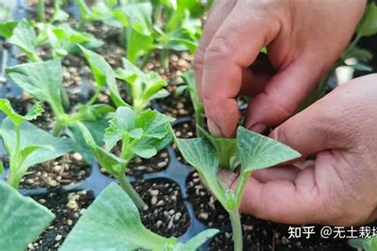 嫁接西瓜叶子黄金边怎么治？