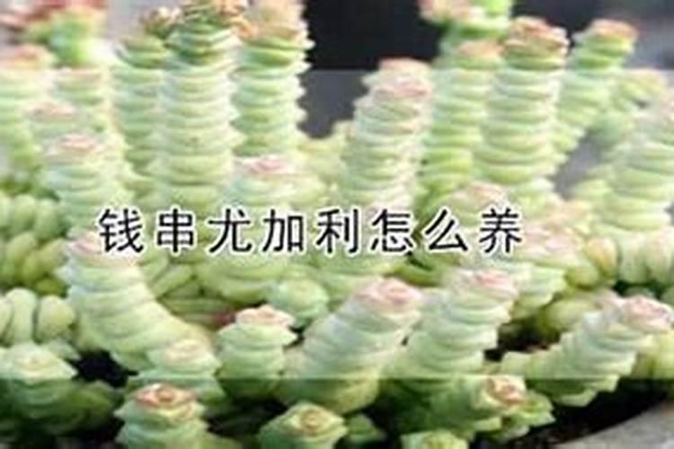 尤加利到底能不能室内种植
