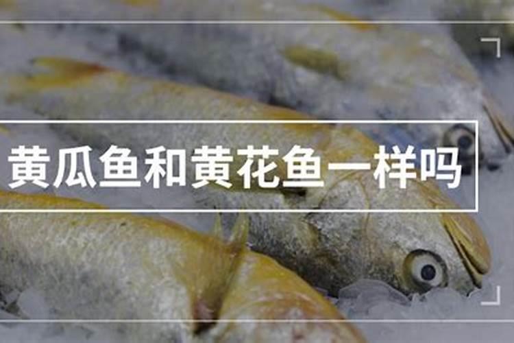 要想黄瓜口感好,冲什么样的肥料