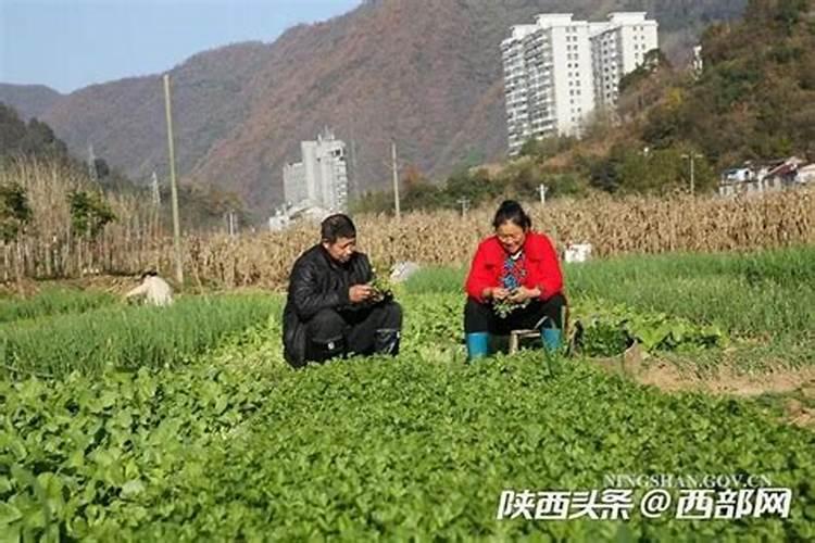 甜菜是忌氯作物吗