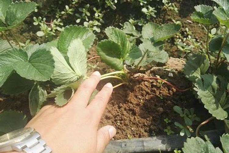 草莓结果期可以叶面糖纯钙吗